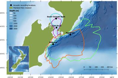 Passive Acoustic Monitoring Reveals Spatio-Temporal Distributions of Antarctic and Pygmy Blue Whales Around Central New Zealand